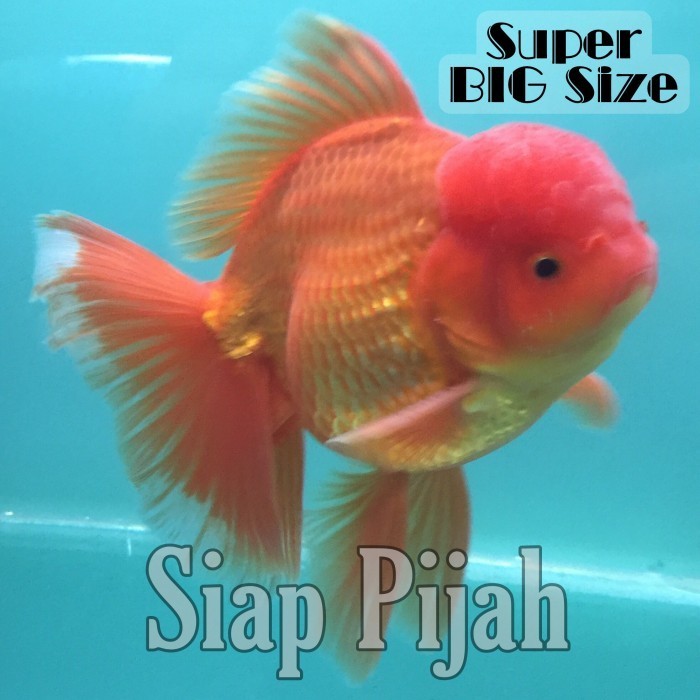 IKAN HIAS - INDUKAN ORANDA BAGONG JAMBUL (XL)