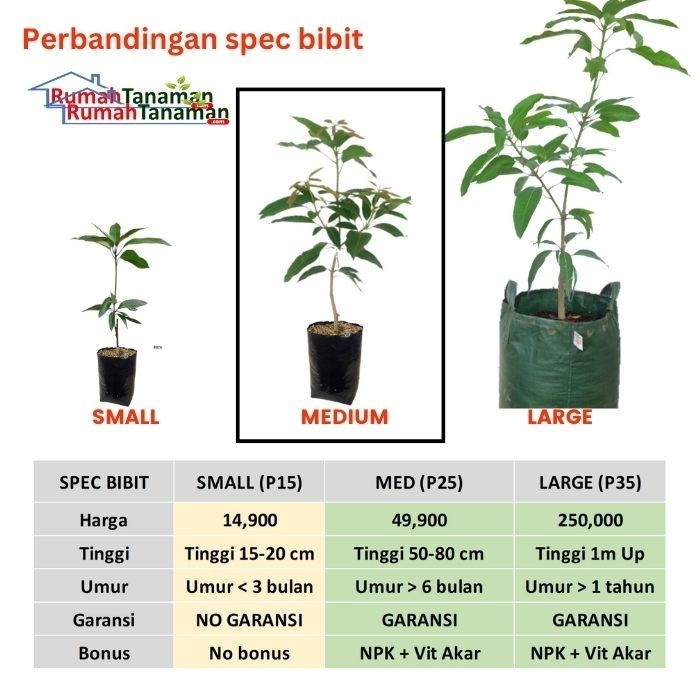 

100% NEW BIBIT TANAMAN BUAH MANGGA OKYONG UNGGUL, MURAH, BERGARANSI TOP PRODUK