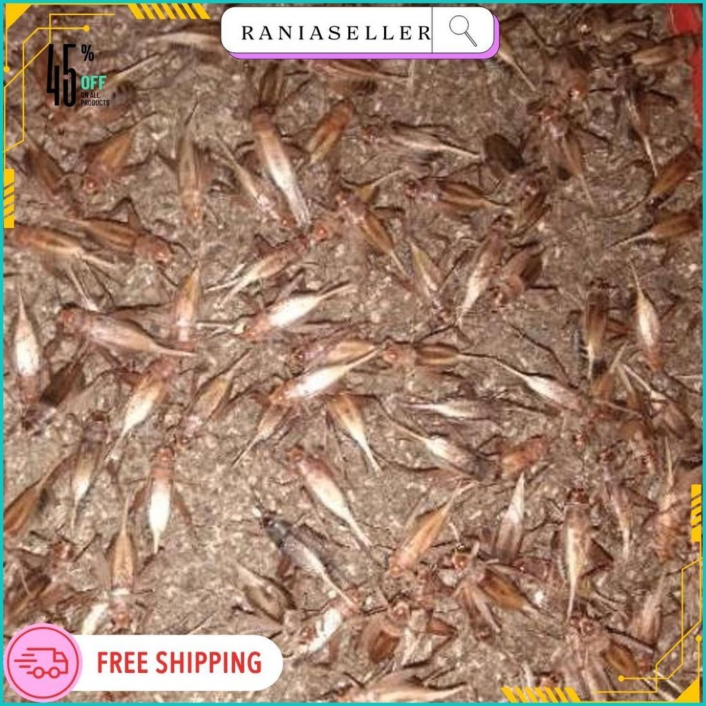 

(Dijamin Fresh/Bkn Tandon) Tj Madu Kunyit 5 Ons(Garansi Kuning) Original Produk