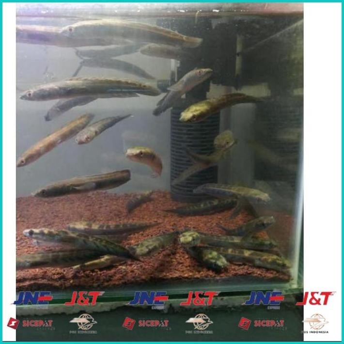 

BISMILLAH BIG SALE CHANNA CHANA MARU YELLOW SENTARUM YS GEN RED EYE / IKAN GABUS HIAS SIZE 11-13 CM ALISUP