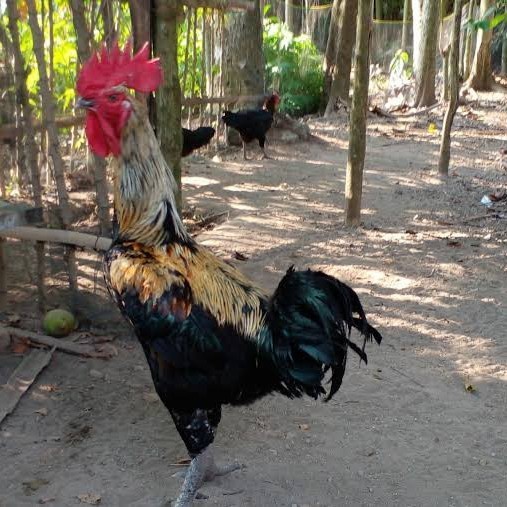 Ready Ayam Pelung Jumbo - Ayam Pelung Asli Cianjur - Ayam Pelung DOC