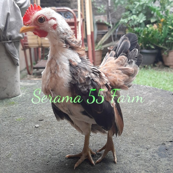 Ready ayam serama anakan pilihan umur 3 bulan