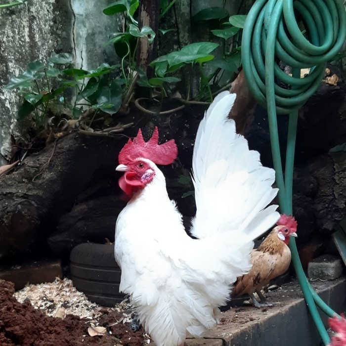 Ready Ayam Kate Hias ( Kate SNI/Ceper/Kate Asli/Jantan/ Betina)