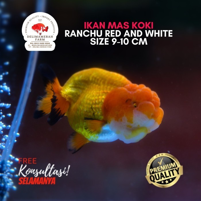 Ready IKAN MAS KOKI RANCHU LION BLACK TAIL PREMIUM FANCY SIZE 8-9 CM GARANSI