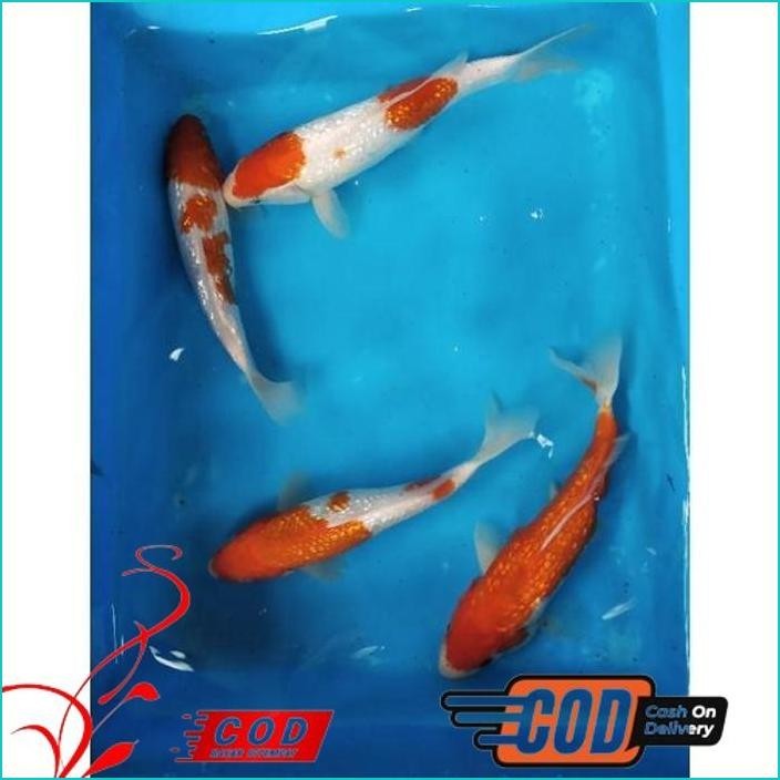 BISMILLAH IKAN KOI KOHAKU GINRIN SIZE 20-22 ALISUP