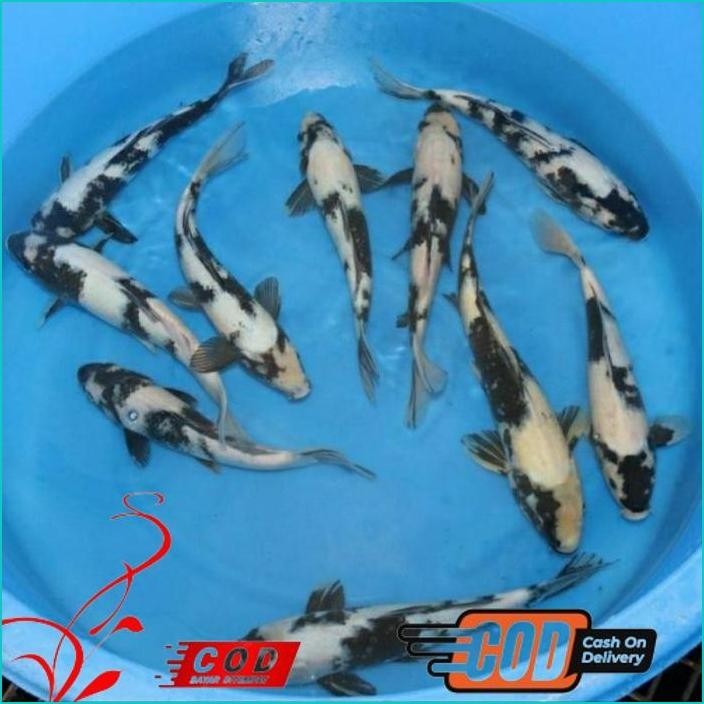 

BISMILLAH KOI SHIRO GRADE A UKURAN 20-25CM ALISUP