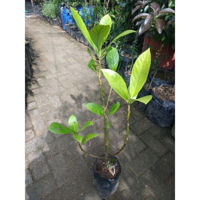 Ready Bibit tanaman menteng/Pohon buah menteng jumbo/Bencoy/Rambe/Rambai
