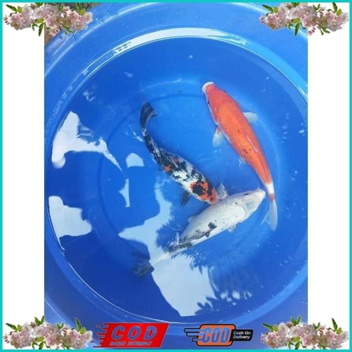 BISMILLAH IKAN KOI 30CM GRADE A WARNA PILIHAN ALISUP