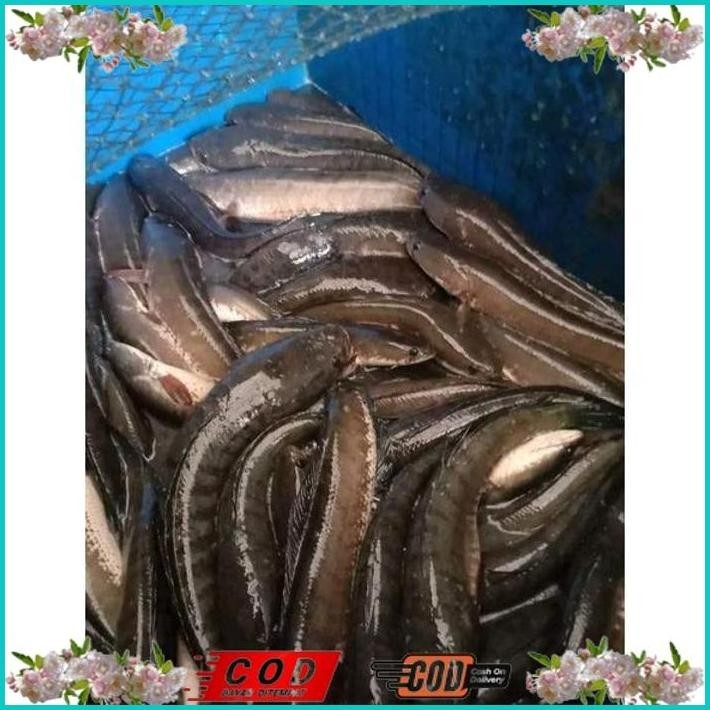 

BISMILLAH IKAN GABUS/KUTUK HIDUP( READY SETIAP HARI ) BISA COD ALISUP