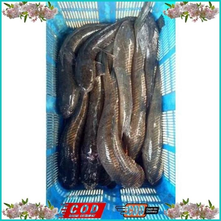 

BISMILLAH IKAN GABUS/KUTUK HIDUP( READY SETIAP HARI ) BISA COD ALISUP