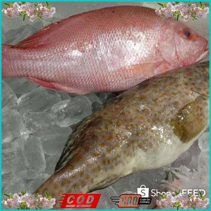 

BISMILLAH IKAN KERAPU SUPER/IKAN KERAPU BESAR SEGAR / IKAN LAUT SEGAR 1 KG ALISUP