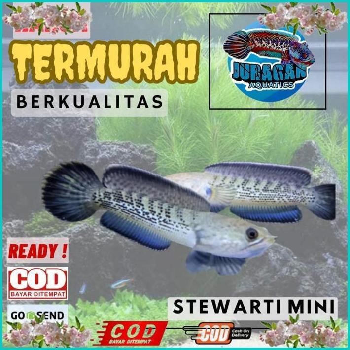 BISMILLAH CHANNA STEWARTI KARBIALONG 6 7 10 15CM CHANA GRADE A+++ FULL DOT GALAK TERMURAH SE INDONES