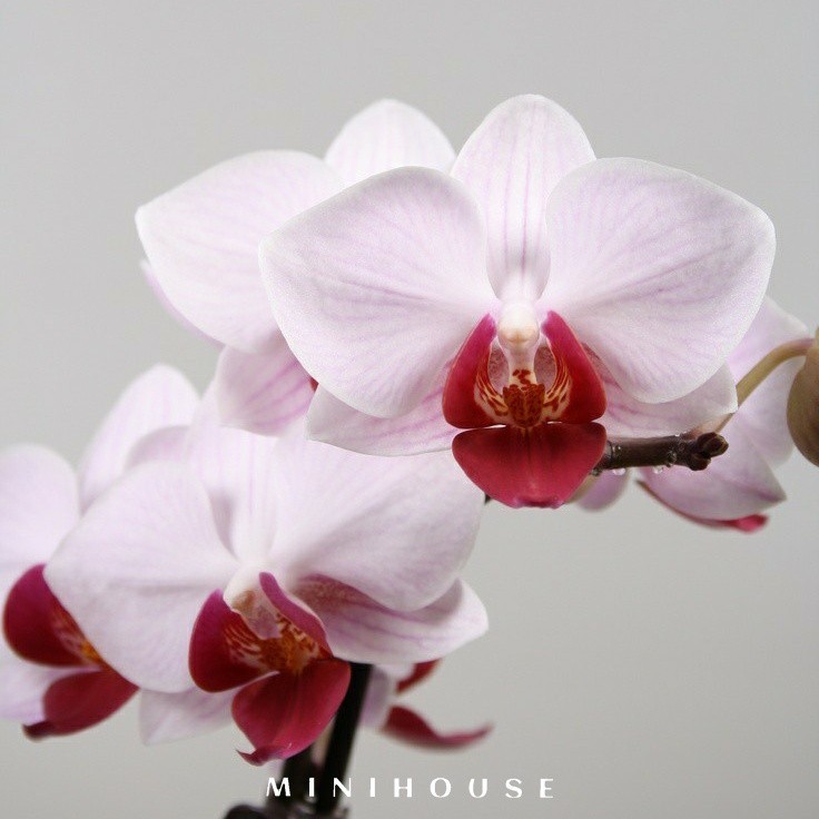 BENIH BIBIT BIJI ANGGREK / BUNGA ANGGREK IMPORT