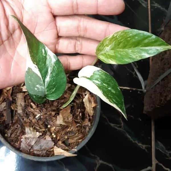 Monstera Ekor Naga Varigata Epipremnum