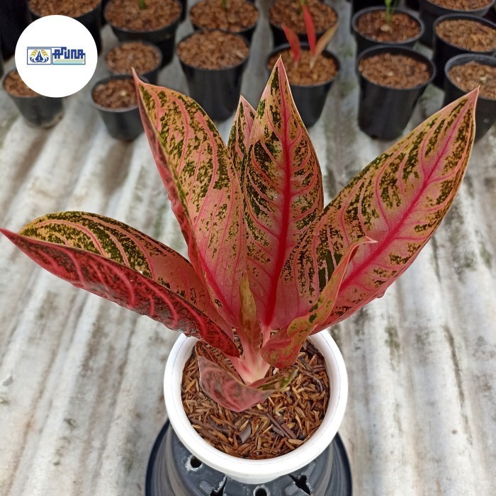 Aglonema Pried Of Sumatra / Aglonema Pos / Aglonema Red Sumatra