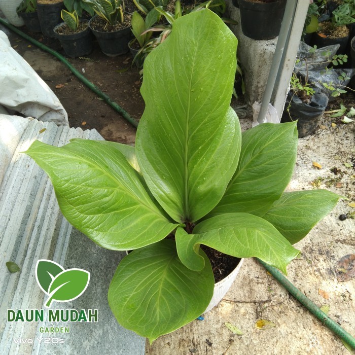 Tanaman Hias Anthurium Jemani Cobra / Size Jumbo