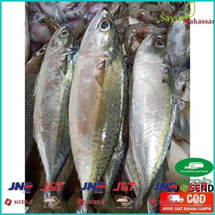 

BISMILLAH IKAN KEMBUNG / KATOMBO SEGAR 1 PACK SUDAH DIBERSIHKAN FRESH FISH MAKASSAR ALISUP