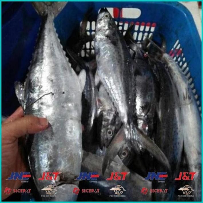 

BISMILLAH DAGING MERAH IKAN TENGGIRI ALISUP