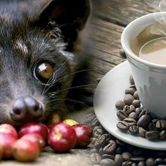

Secrenada - Kopi Luwak Bubuk Robusta