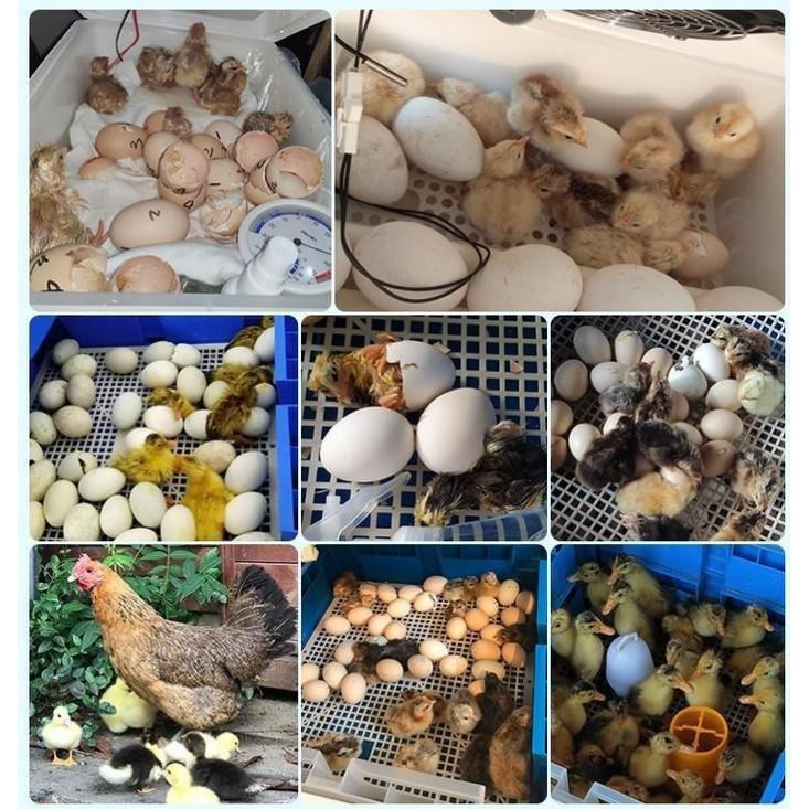 Mesin Tetas Telur Full Otomatis Kapasitas 64-100 Butir Telur Ayam