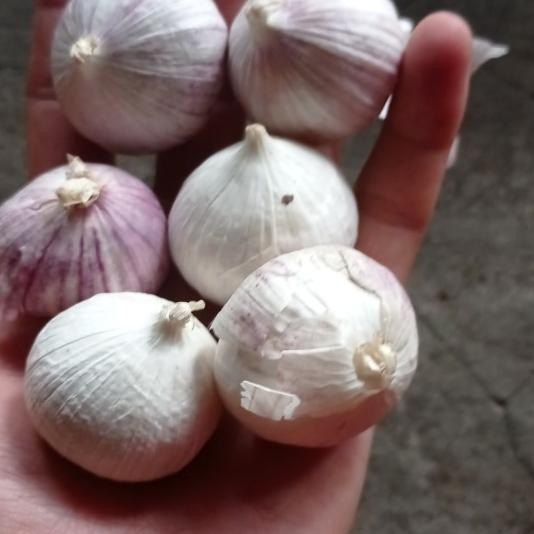 

Bawang Putih Tunggal/Lanang Ukuran Jumbo Koin Limaratus 1 Kg