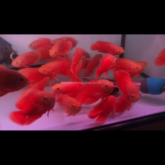 Oscar Red Paris Chili 10-12Cm