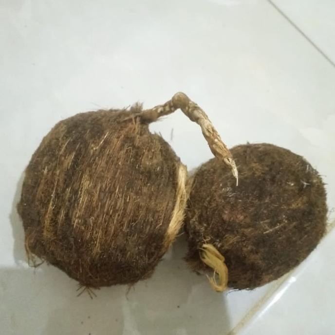 Bibit Pohon Lontar Penghasil Legen Toak Dan Buah Silan Auu