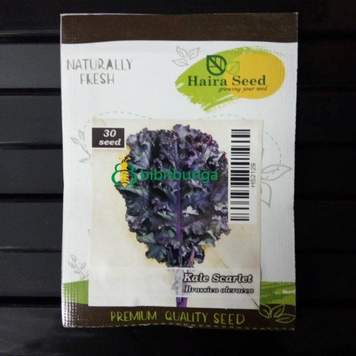 *#*#*#] Benih Bibit Kale Scarlet 30 Biji Tanaman Sayur Sayuran Hidroponik Unik