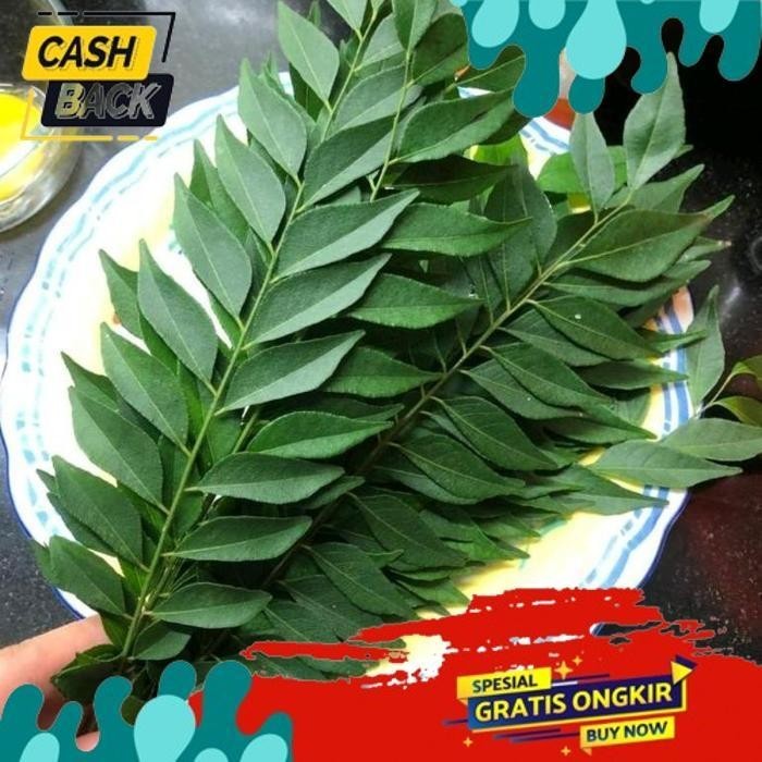 

VIRAL DAUN KARI SALAM KOJA SEGAR 15 TANGKAI