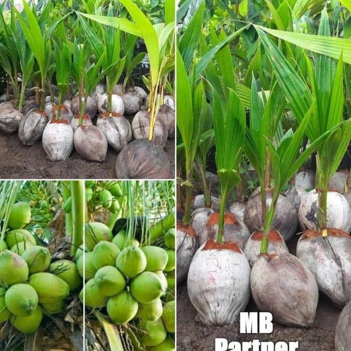 Bibit Pohon Kelapa Ijo Asli Pohon Pendek Berbuah Lebat Dan Besar