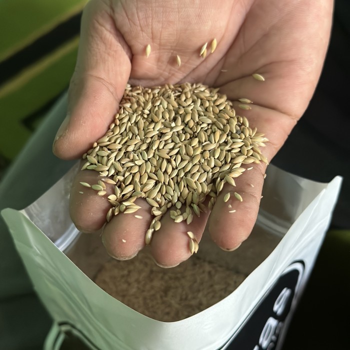 Benih Rumput Pakan Ternak - Bibit Biji Rumput Pakan Ternak Signal