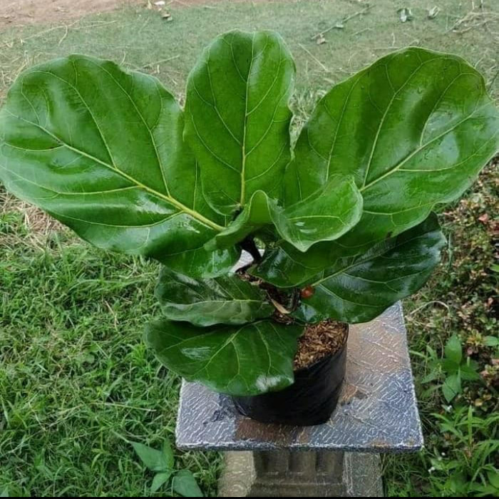 Tanaman Hias Ketapang Biola - Pohon Ketapang Biola - Ketapang Biola