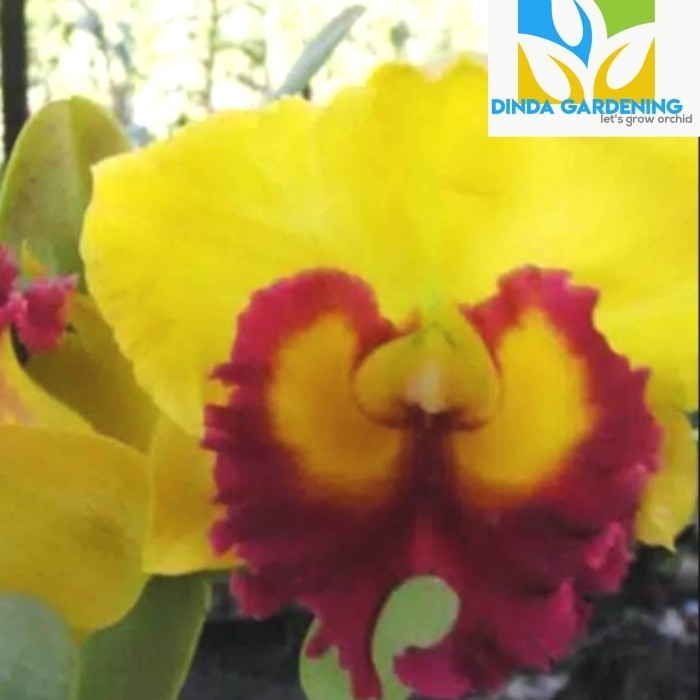Anggrek Cattleya Blc Thong Suphan