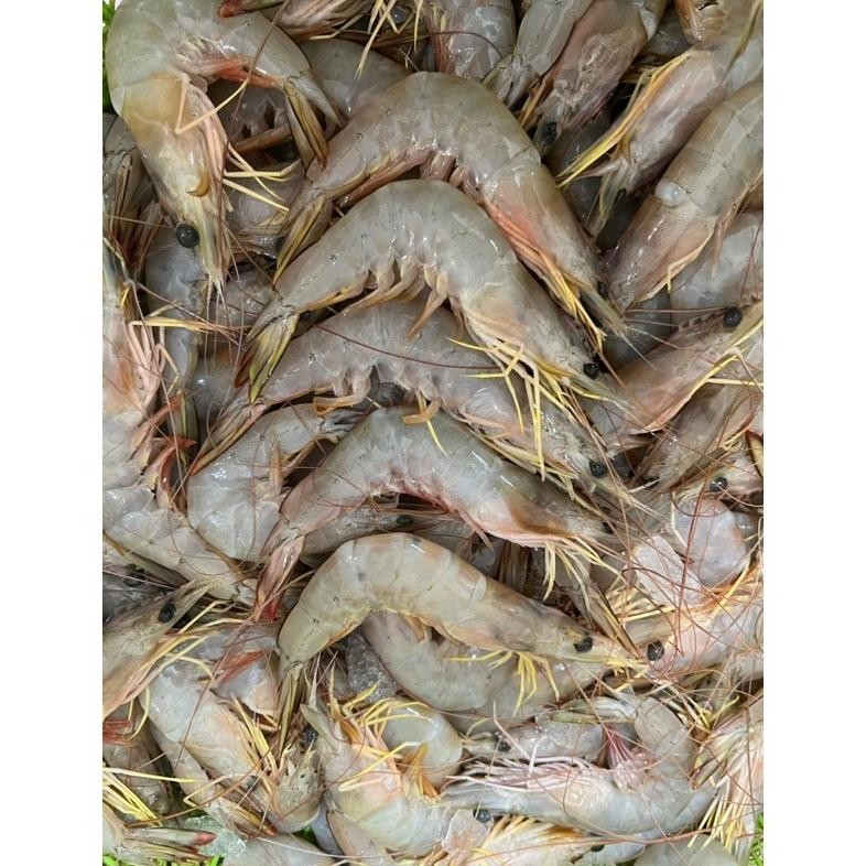 

ter-98 Udang Laut Peci Terjamin Segar dan Berkualitas By FreshGoods Hemat
