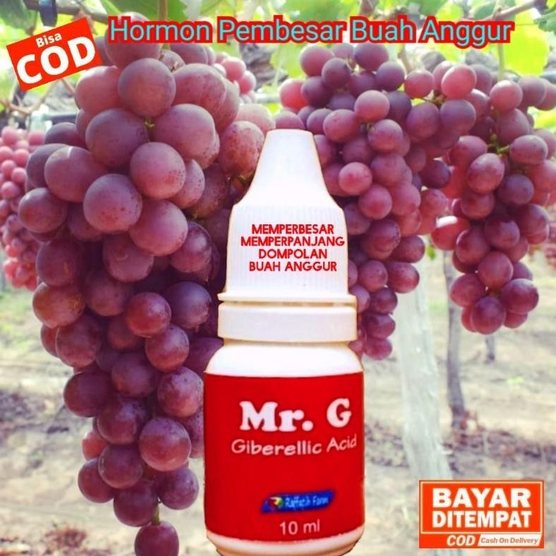 Sale Mr.G, Hormon Ga3 Untuk Tanaman Anggur, Pembesar Buah Anggur, Giberelin Terbaru