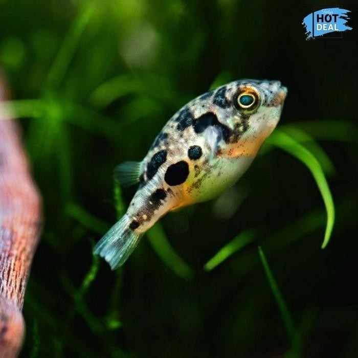 Baru [Ready-] Ikan Buntal Air Tawar Mini Puffer Fish Dwarf Puffer Pembasi Bahan Bermutu
