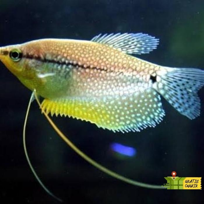 Bisa Cod Ikan Sepat Mutiara/Ikan Aquascape/Ikan Air Tawar/Ikan Hias Cuci Gudang