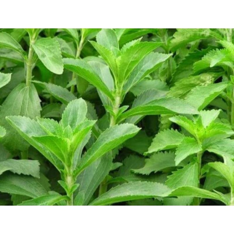 

Gula Stevia Bubuk Halus Stevia Sugar Powder Kemasan 500 gram