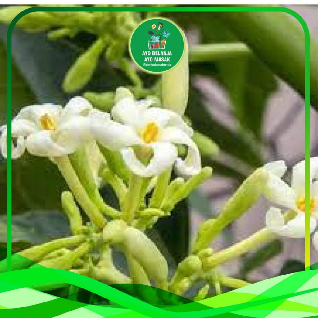 

Bunga Pepaya Segar per bks (sayur segar produk pasar tradisional)