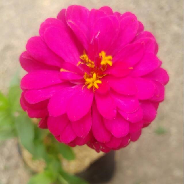 Bibit Bunga Kertas/Zinnia Pink