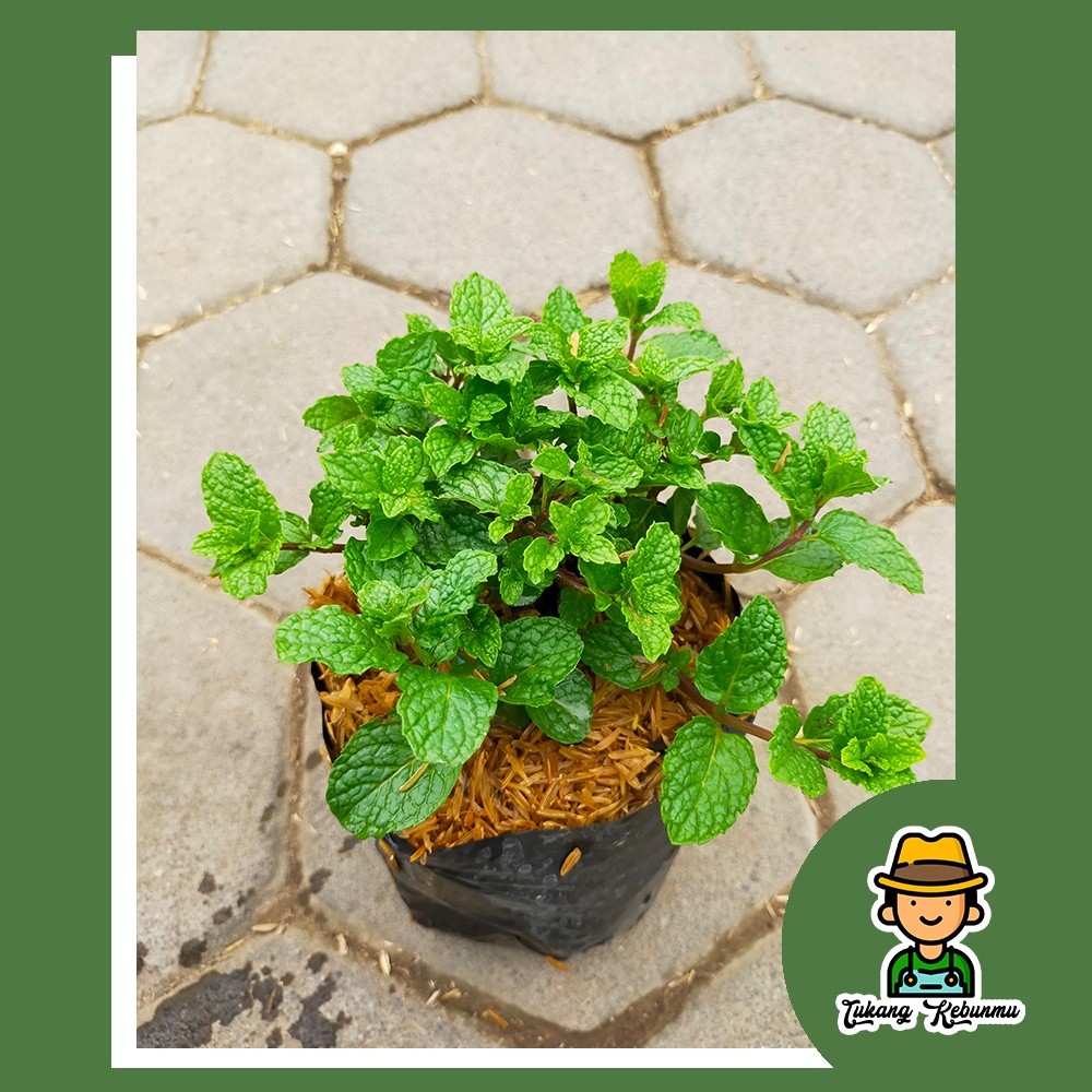Tanaman Daun Mint Segar Unggul - Mojito Mint - Bibit Mint Organik - Tanaman Mint Siap Panen Harum