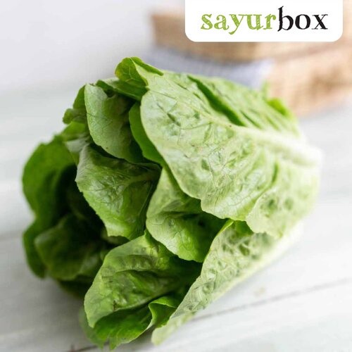 

Selada Romaine Konvensional 250 gram Sayurbox