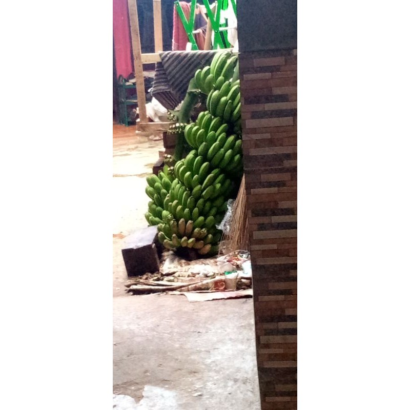 

pisang mentah 1kg