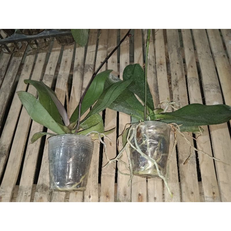 bandling angbul spike