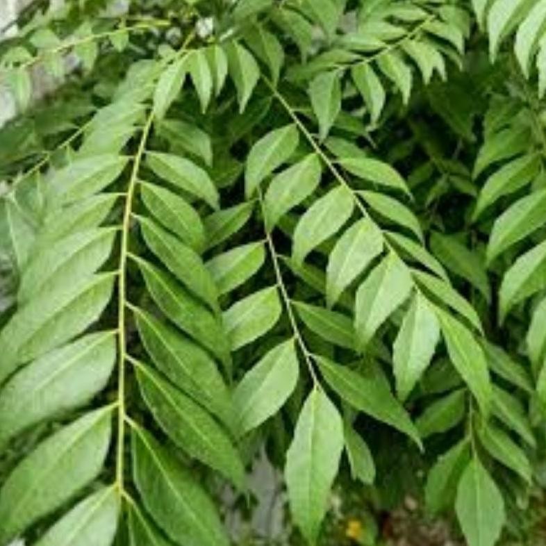 

DAUN KARI SALAM KOJA SEGAR 15 TANGKAI - PROMO