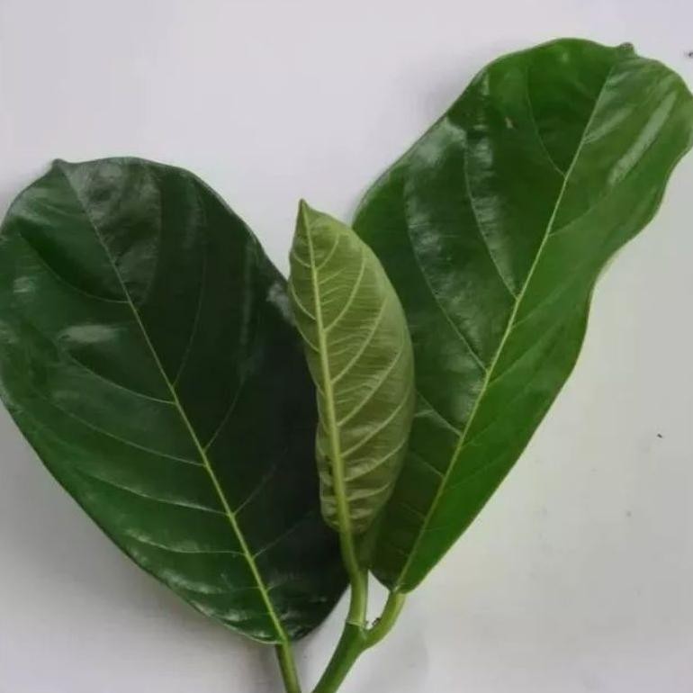 

30 LEMBAR DAUN NANGKA OBAT ALAMI DIABETES. - PROMO