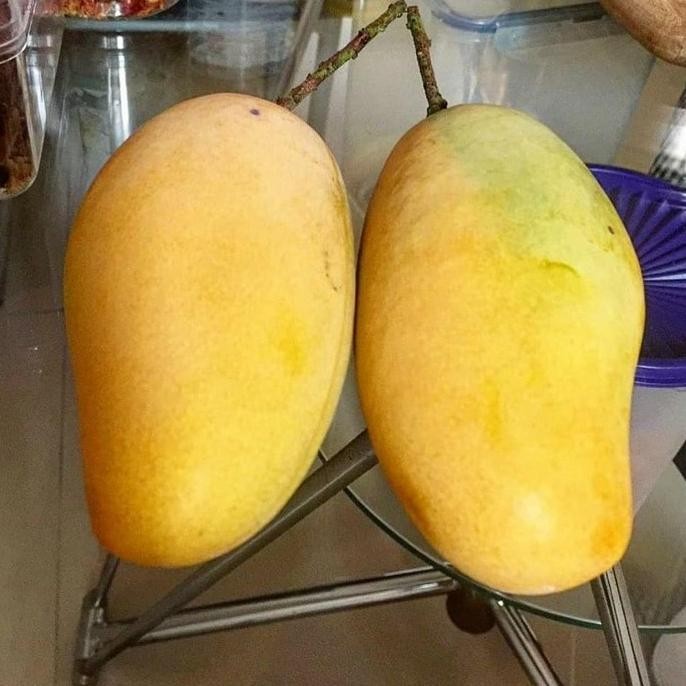 Bibit Tanaman Buah MANGGA CHOKANAN 1 METER UP Unggul Bergaransi TERLARIS