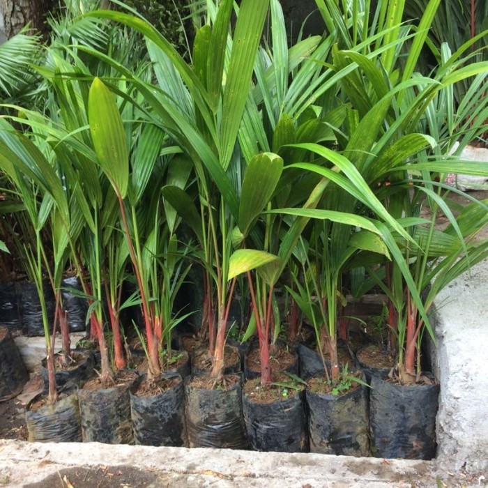 POHON PALEM MERAH - BIBIT PALEM MERAH - PALEM MERAH