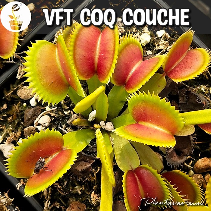 TANAMAN KARNIVORA VENUS FLYTRAP / FLY TRAP / VFT COQ COUCHE