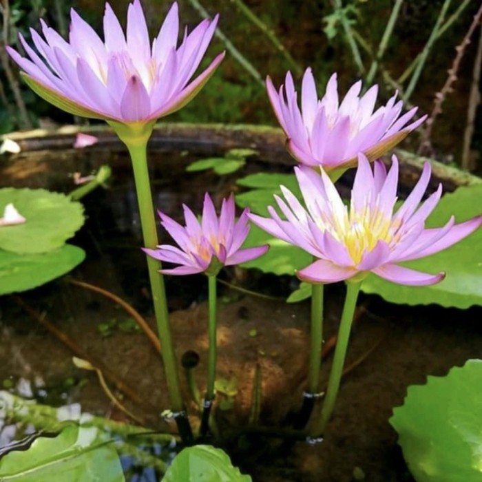 BIBIT BUNGA TERATAI AIR // BUNGA TERATAI HIDUP